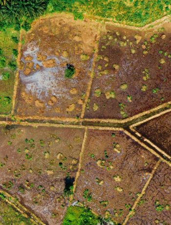 Top-down view of lush farmland with unique patterns and greenery